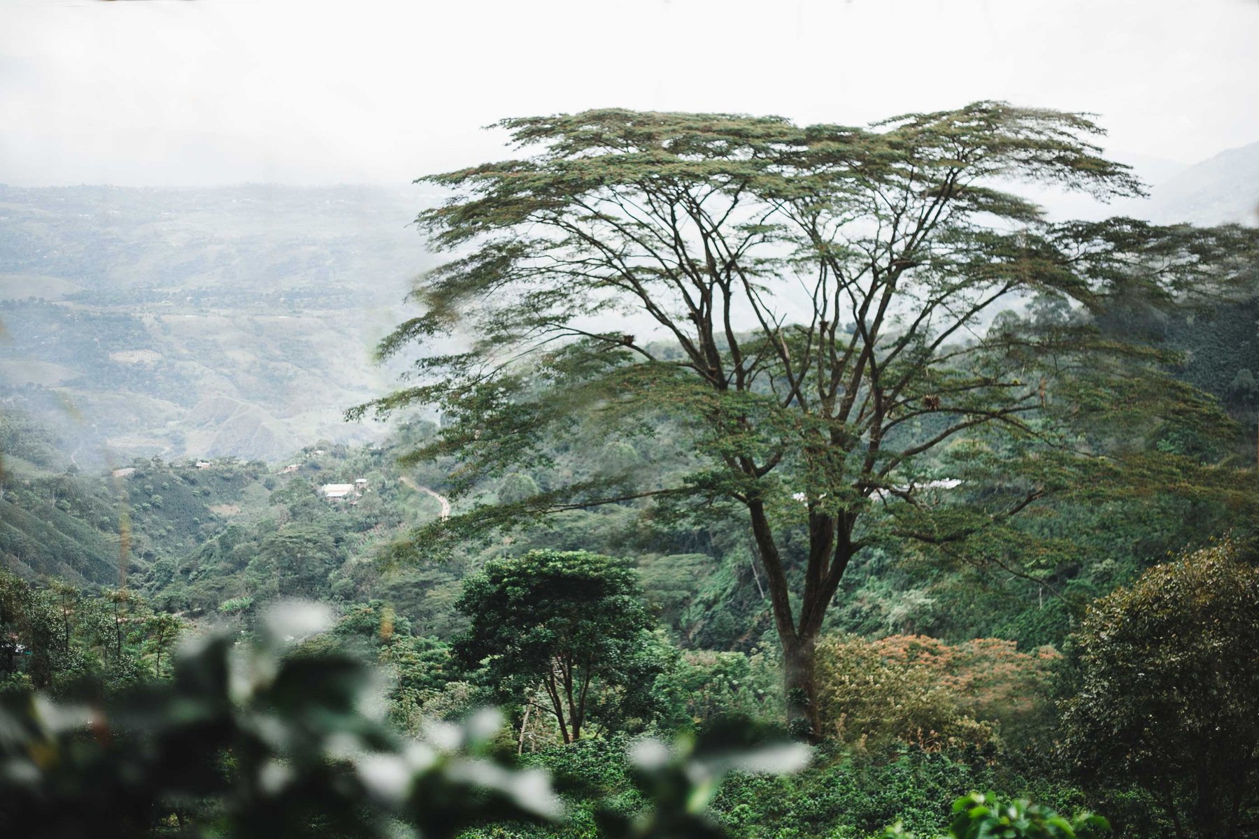 Canopy tree overlooking verdant coffee growing terrain.