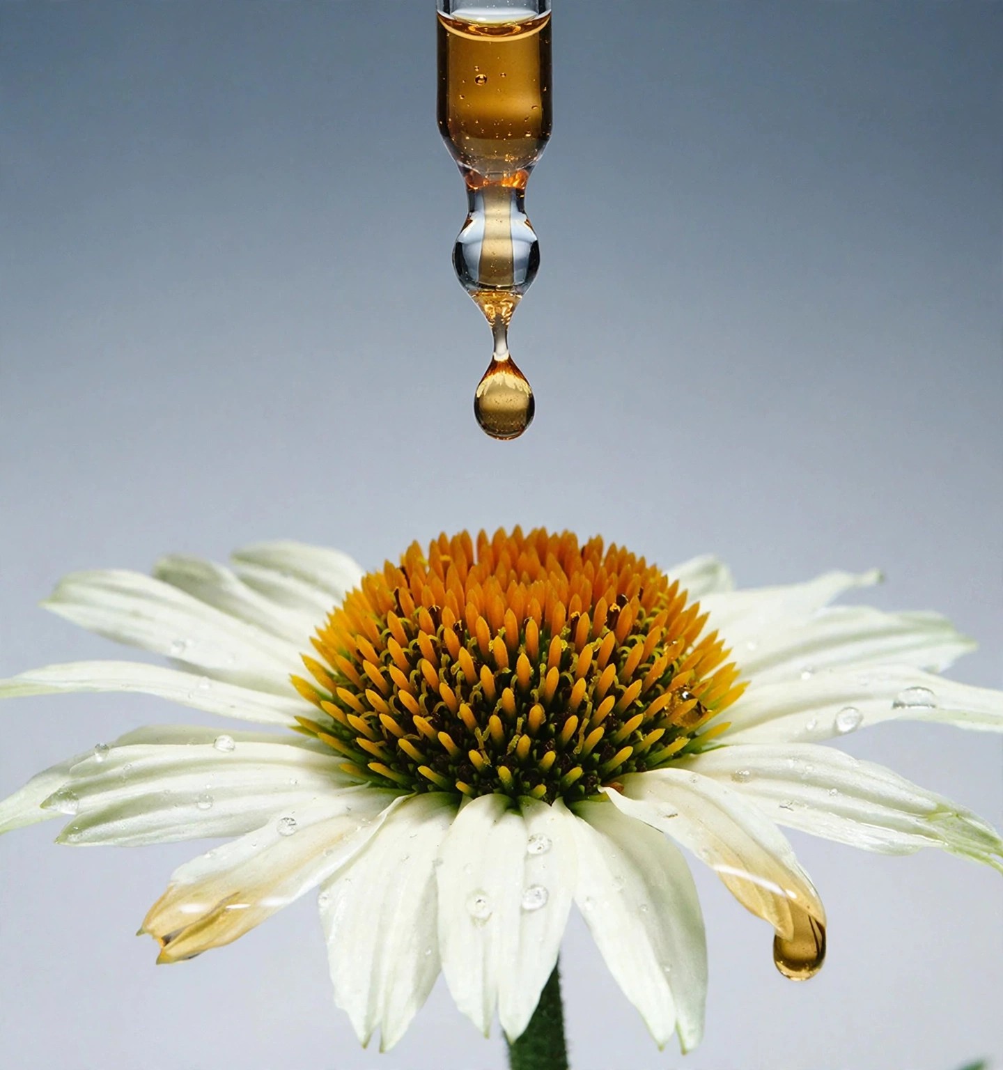 A dropper and a coneflower